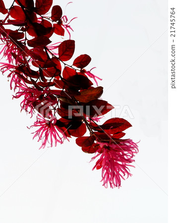 Safflower Tokiwamansaku 21745764