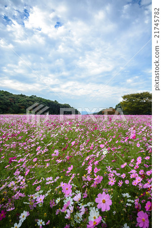 Cosmos field @ Sasebo municipal exhibition Haikyo Cosmos field @ Sasebo municipal exhibition Haikyo 21745782