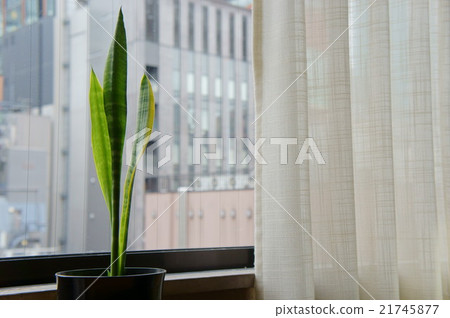Morning window with green Morning window with green 21745877