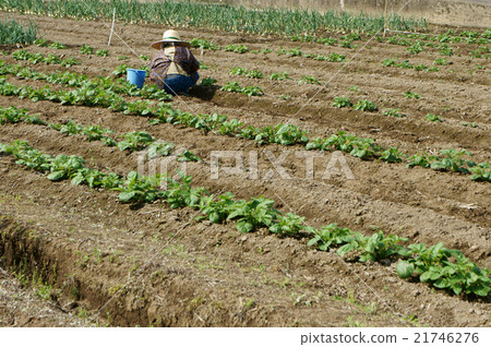People in potato field People in potato field 21746276