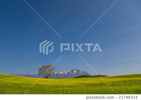 從Koiwai農場看到的岩手山和強姦花 21746333
