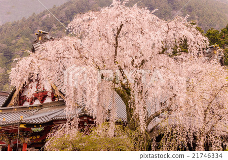 蕨類植物的眼淚 21746334