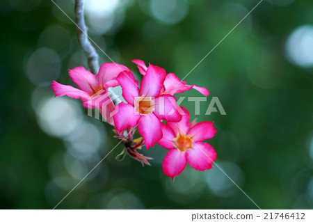 Adenium obesum. 21746412