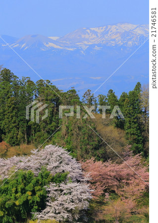 Azuma和櫻花 Azuma和櫻花 21746581