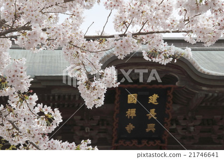 Cherry blossoms of Kamakura Kenchoji 21746641
