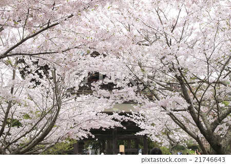 Cherry blossoms of Kamakura Kenchoji 21746643