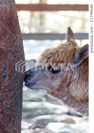 Llama's portrait Llama's portrait 21746686