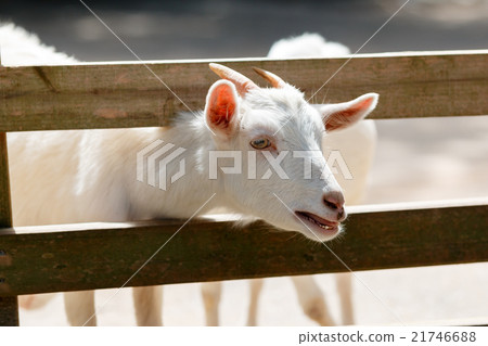 Goat's portrait Goat's portrait 21746688