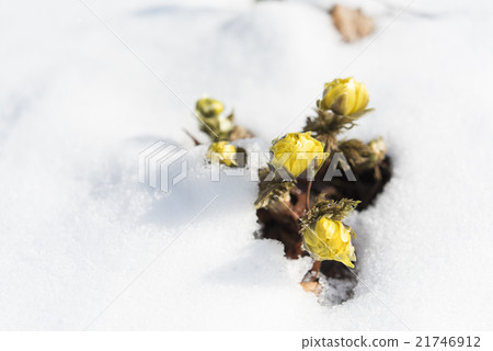 雪和Fukushigusu 21746912