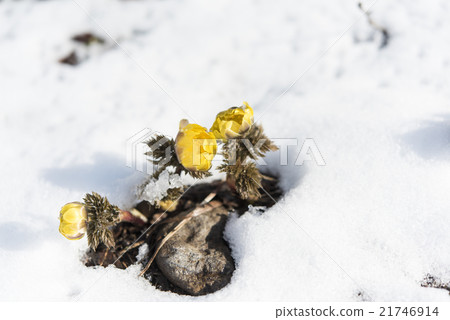 Snow and Fukushigusu Snow and Fukushigusu 21746914