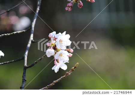 櫻花春天來了 21746944