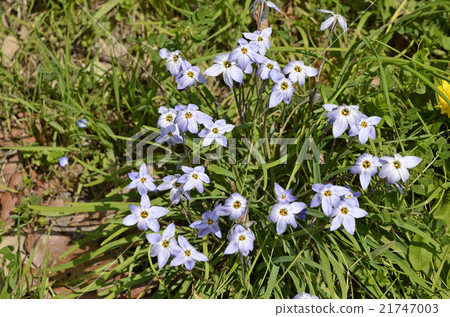 哈納尼拉（哈納） 21747003