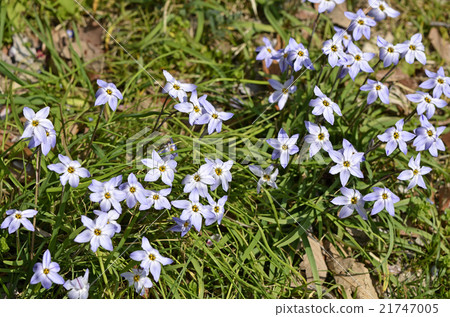 哈納尼拉（哈納） 21747005