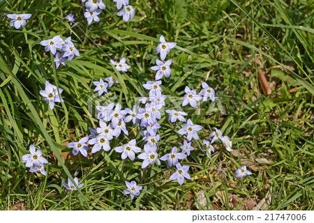 Hananira (Hana) Hananira (Hana) 21747006