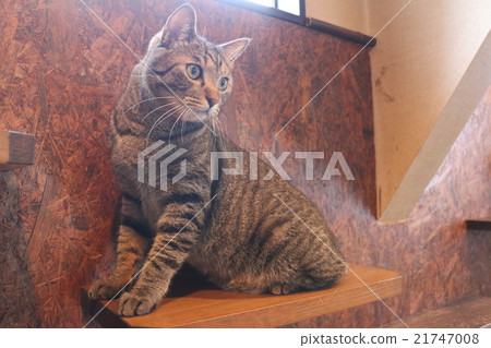 Cat  21747008