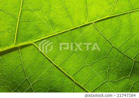 leafGreen2 leafGreen2 21747164