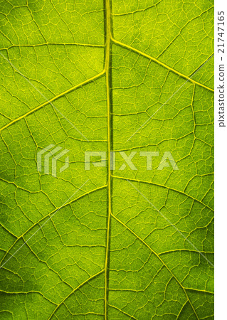 leafGreenline1 21747165