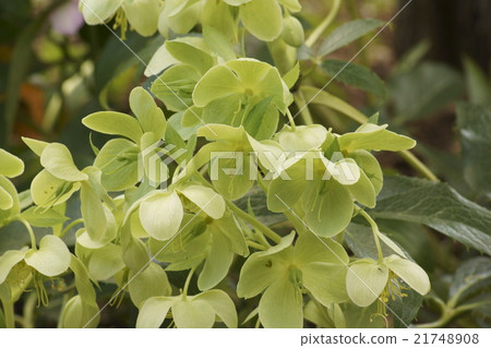 Christmas rose yellow green 21748908