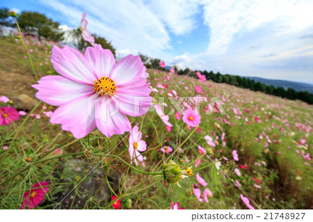 Cosmos field @ Shirakigami, Isahaya city, Nagasaki prefecture Cosmos field @ Shirakigami, Isahaya city, Nagasaki prefecture 21748927