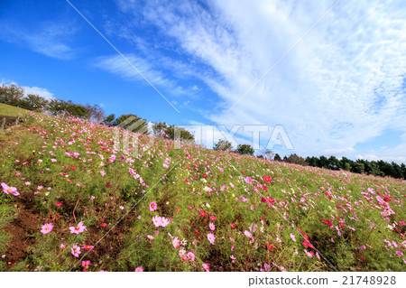 Cosmos field @ Shirakigami, Isahaya city, Nagasaki prefecture Cosmos field @ Shirakigami, Isahaya city, Nagasaki prefecture 21748928