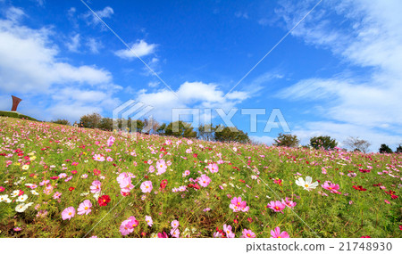 Cosmos field @ Shirakigami, Isahaya city, Nagasaki prefecture Cosmos field @ Shirakigami, Isahaya city, Nagasaki prefecture 21748930