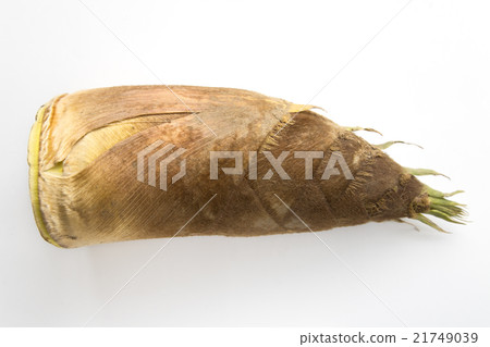 竹筍 竹筍 21749039