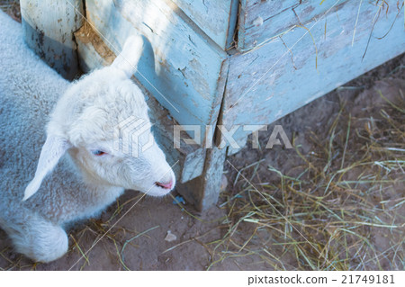 lamb lookin on the right side 21749181