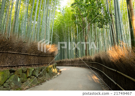 嵐山的竹林 21749467