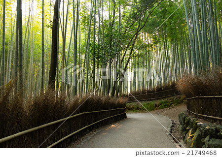 嵐山的竹林 嵐山的竹林 21749468