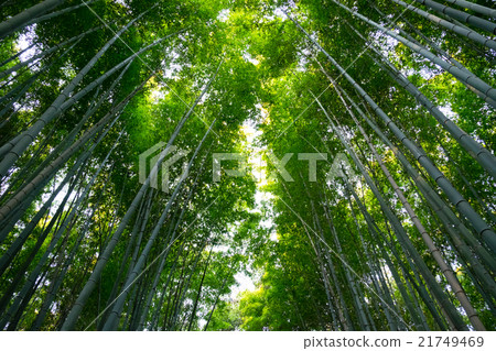 嵐山的竹林 嵐山的竹林 21749469