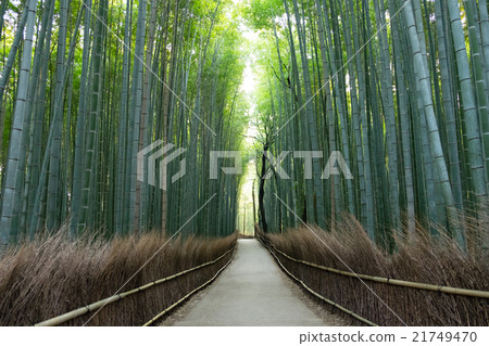 嵐山的竹林 21749470