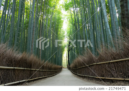 嵐山的竹林 嵐山的竹林 21749471