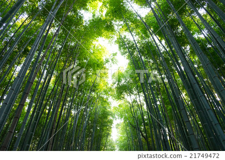 嵐山的竹林 嵐山的竹林 21749472