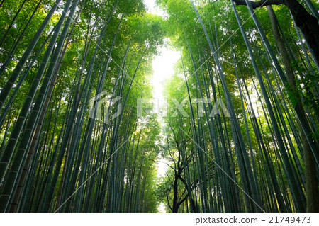 嵐山的竹林 嵐山的竹林 21749473