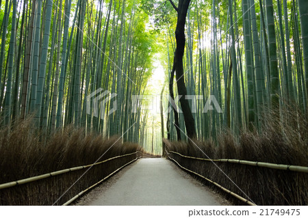 嵐山的竹林 嵐山的竹林 21749475