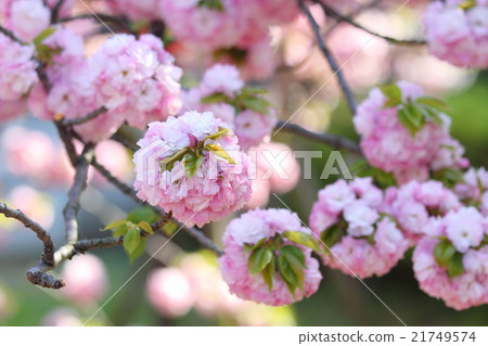 櫻花盛開 21749574