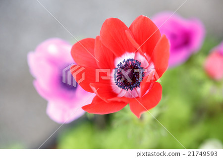 Flowers of anemone 21749593