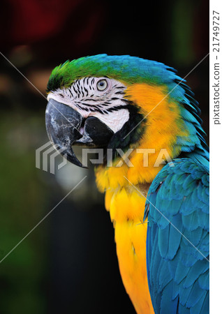 Ruri Macawo 21749727