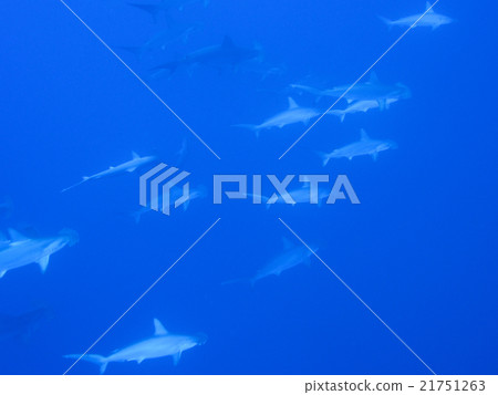 一群雙髻鯊 一群雙髻鯊 21751263