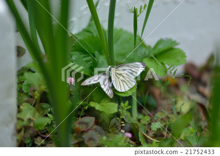 Striped white-tailed butterfly with rejection of mating 21752433
