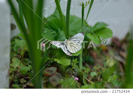 Striped white-tailed butterfly with rejection of mating Striped white-tailed butterfly with rejection of mating 21752434
