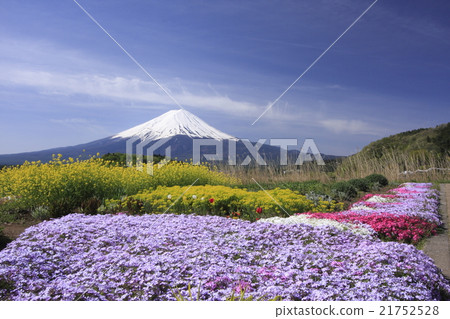 富士山和花卉比賽 21752528