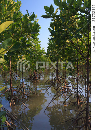 mangrove tree forest 21752535