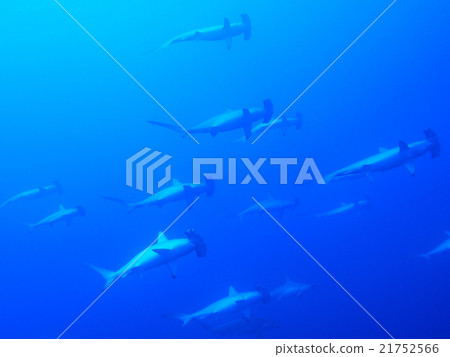 A group of hammerhead sharks A group of hammerhead sharks 21752566