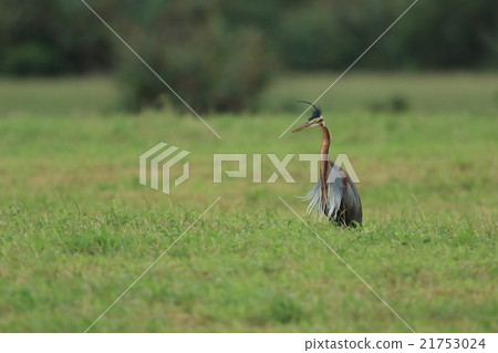 Creatures Birds Murasakagishi, Crown stands upstairs but chest decorations feathers that wind up in the wind are beautiful Creatures Birds Murasakagishi, Crown stands upstairs but chest decorations feathers that wind up in the wind are beautiful 21753024