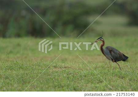 Living animals Birds Mulasakagi, we often see how they feed on farmlands and meadows Living animals Birds Mulasakagi, we often see how they feed on farmlands and meadows 21753140