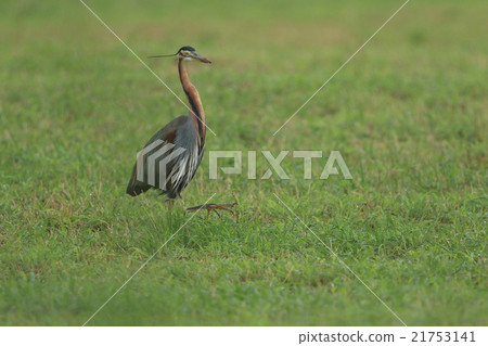 Living things Birds Murasakagishi, looking for bait in a meadow in light rain. Anyway it's a big foot Living things Birds Murasakagishi, looking for bait in a meadow in light rain. Anyway it's a big foot 21753141