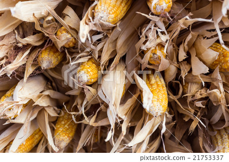 dry sweet corn dry sweet corn 21753337