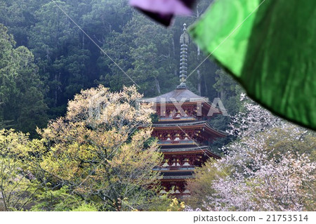 Hase Temple five-storied pagoda Cherry 21753514