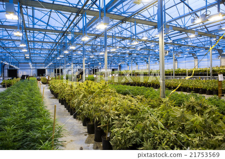 Marijuana legislation and medical cannabis 21753569